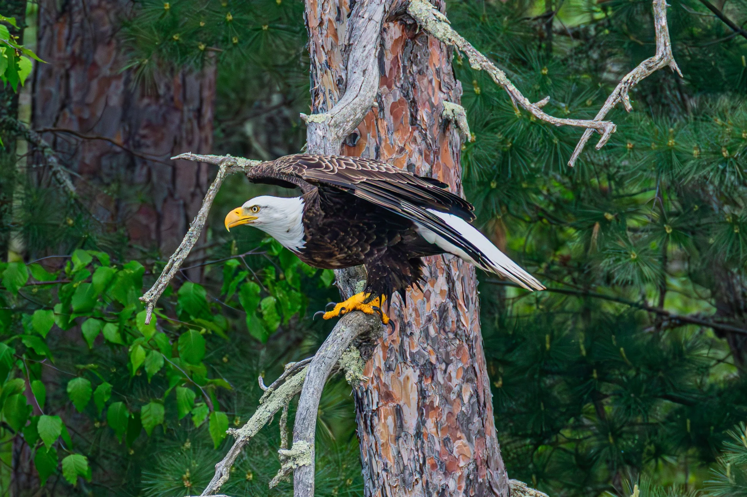 684A7247-Enhanced-NR.jpg