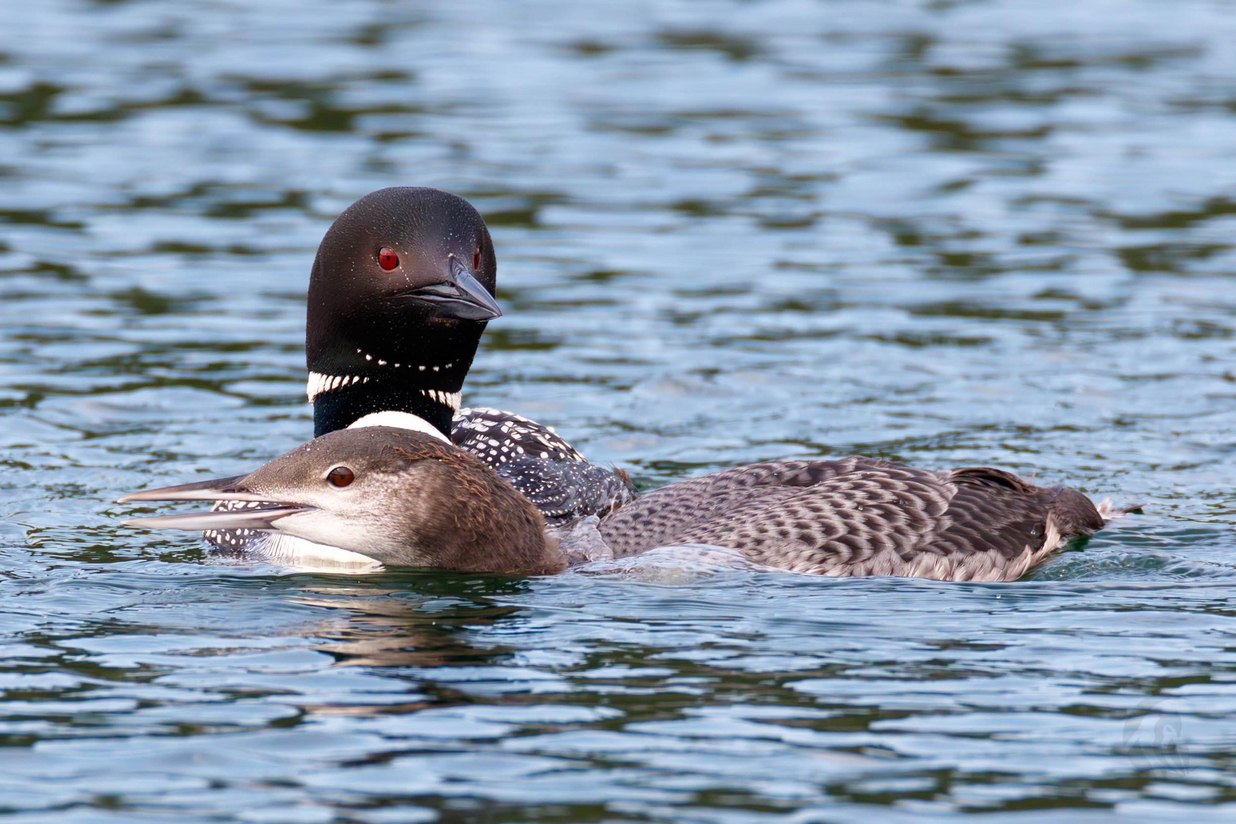 684A8128-Enhanced-NR.jpg