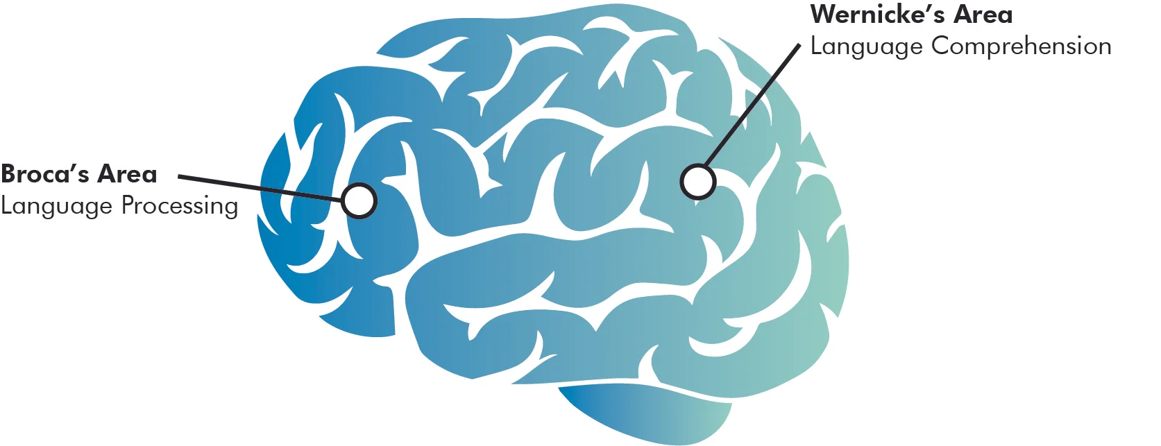 The brain's response to data.