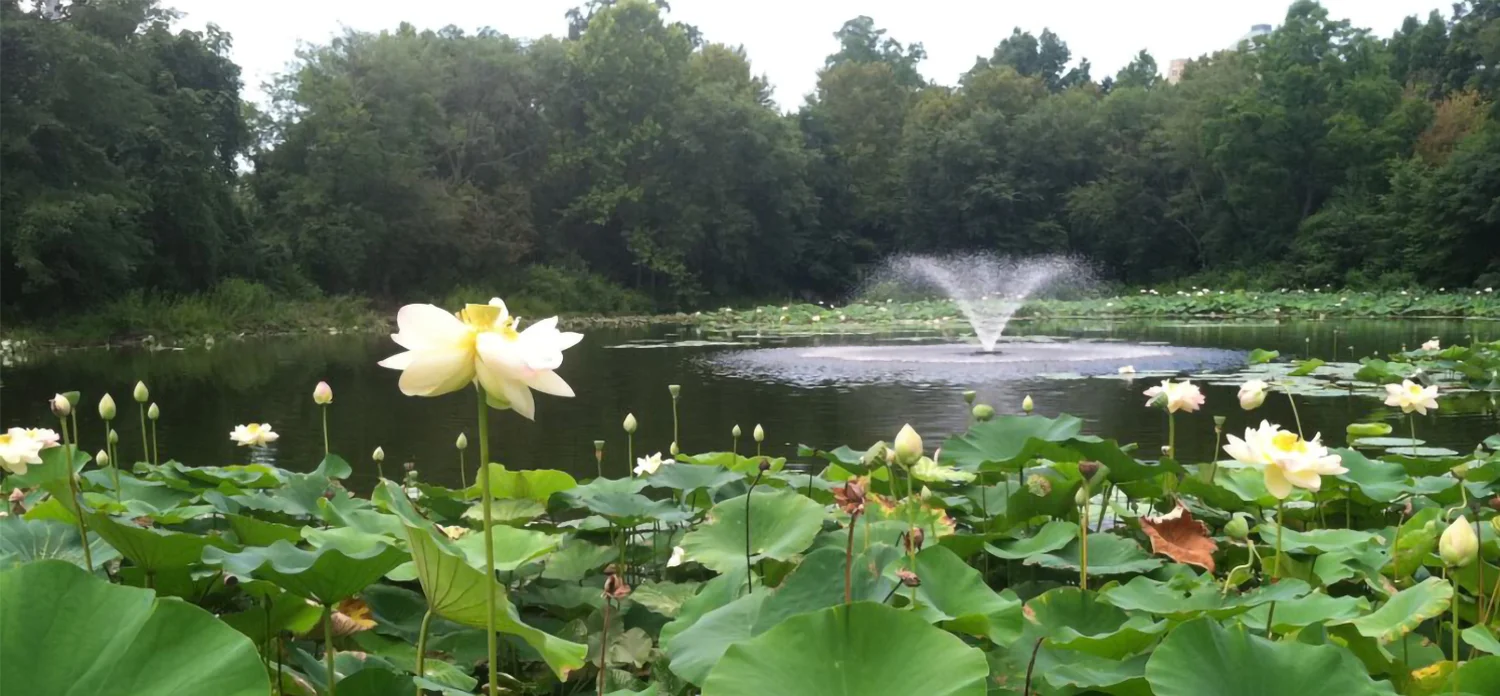 pond-sallie.jpg