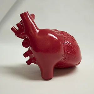 A human heart 3D printed on our SLA machine and then finished and painted.