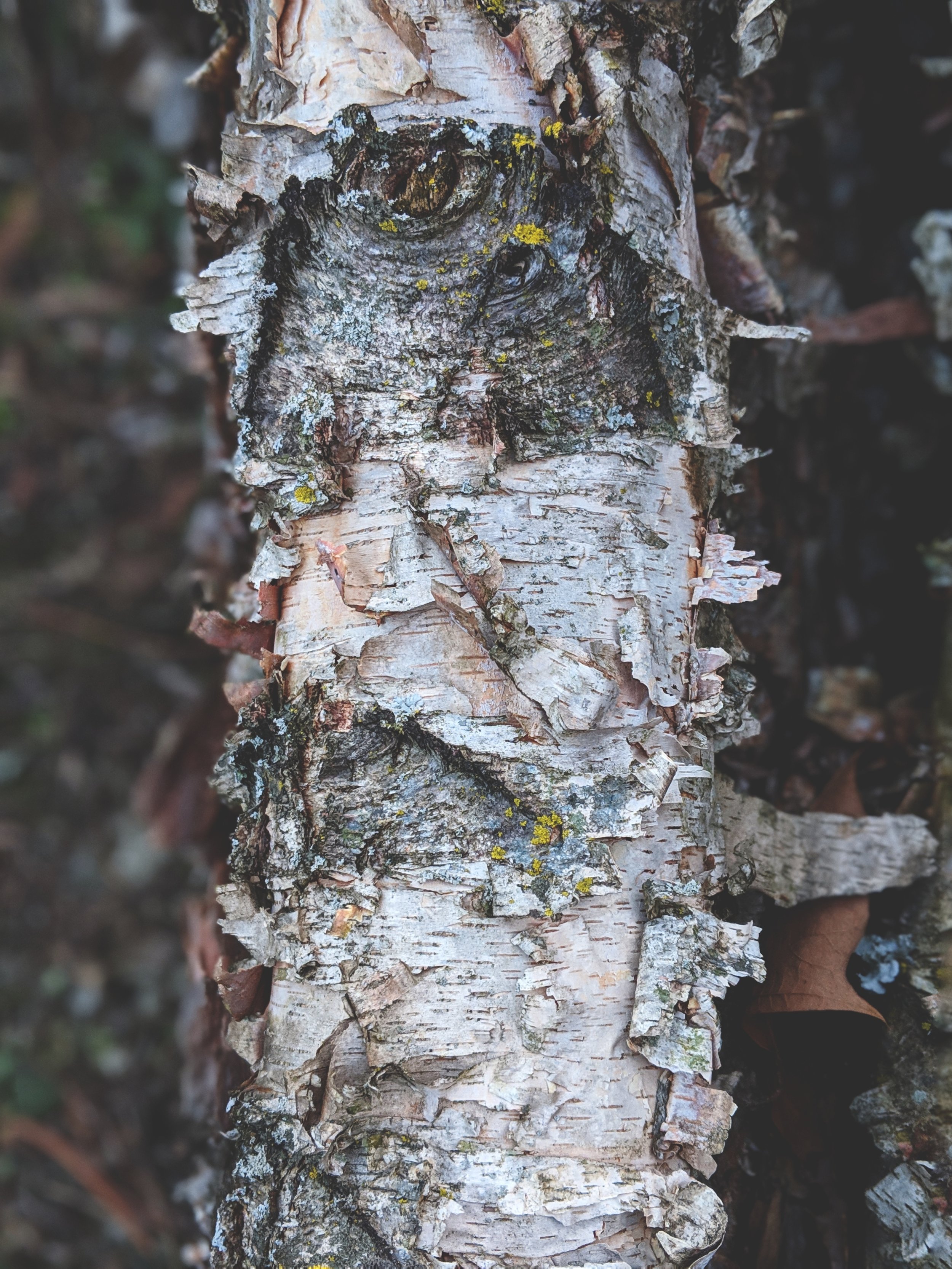 00100dPORTRAIT_00100_BURST20190226180800172_COVER-01.jpeg