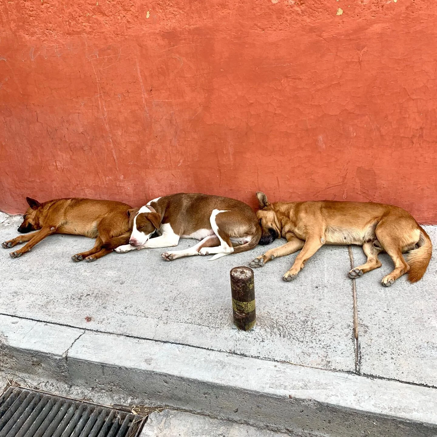 A #SanMigueldeAllende three-dog day.  #adogslife #Mexico