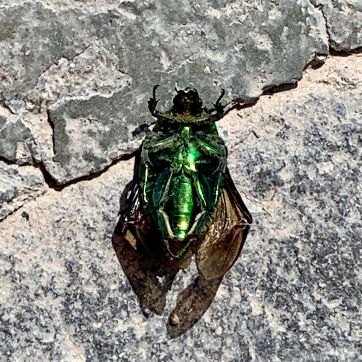 Green #beetle bites the dust. #naturephotography #foundart #patina