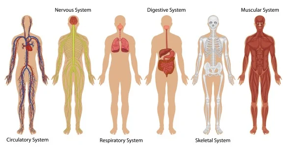 What's Your Anatomy and Physiology IQ?