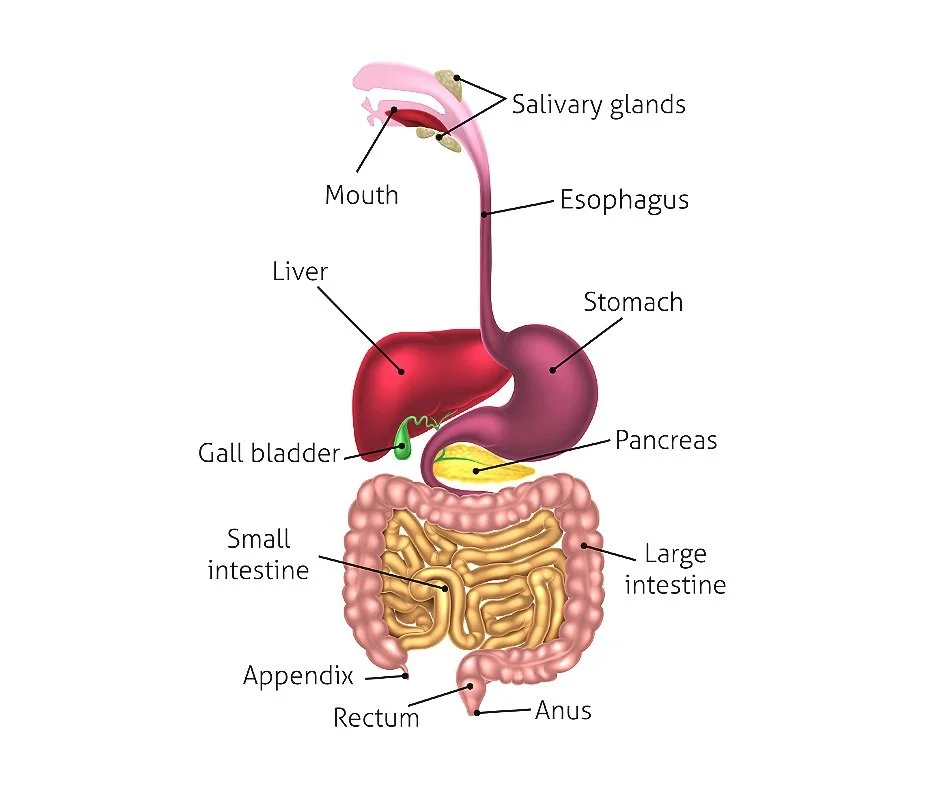 Key Steps To Assess The Gut — Cindy Online