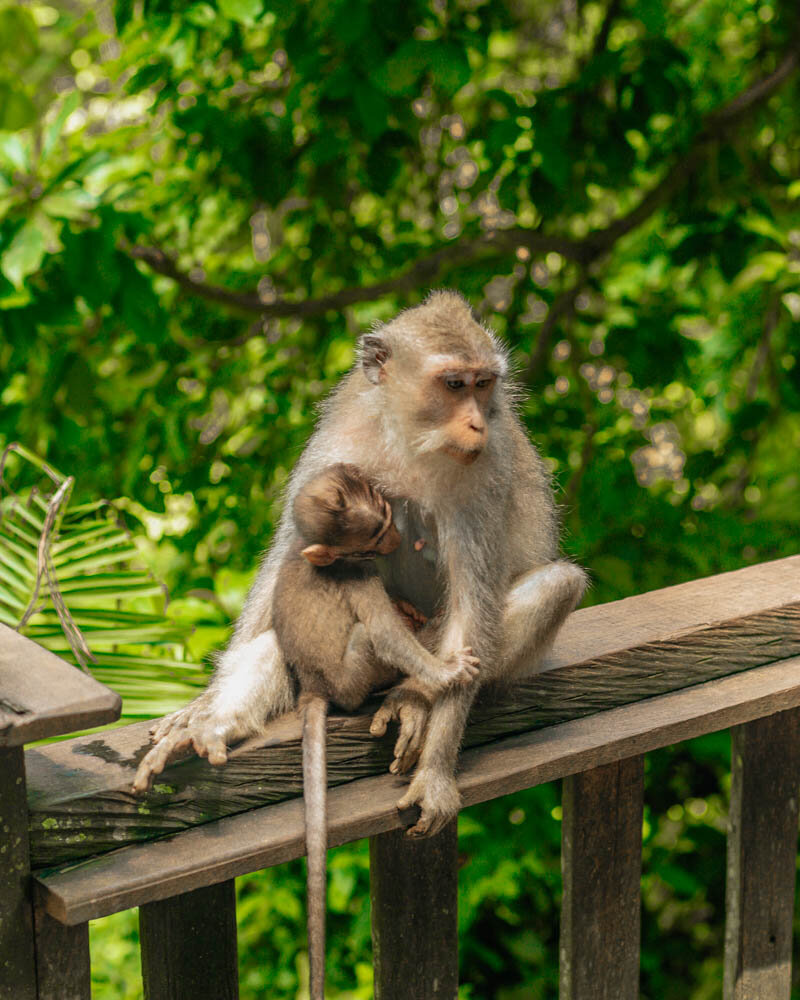 Monkey Forest Ubud