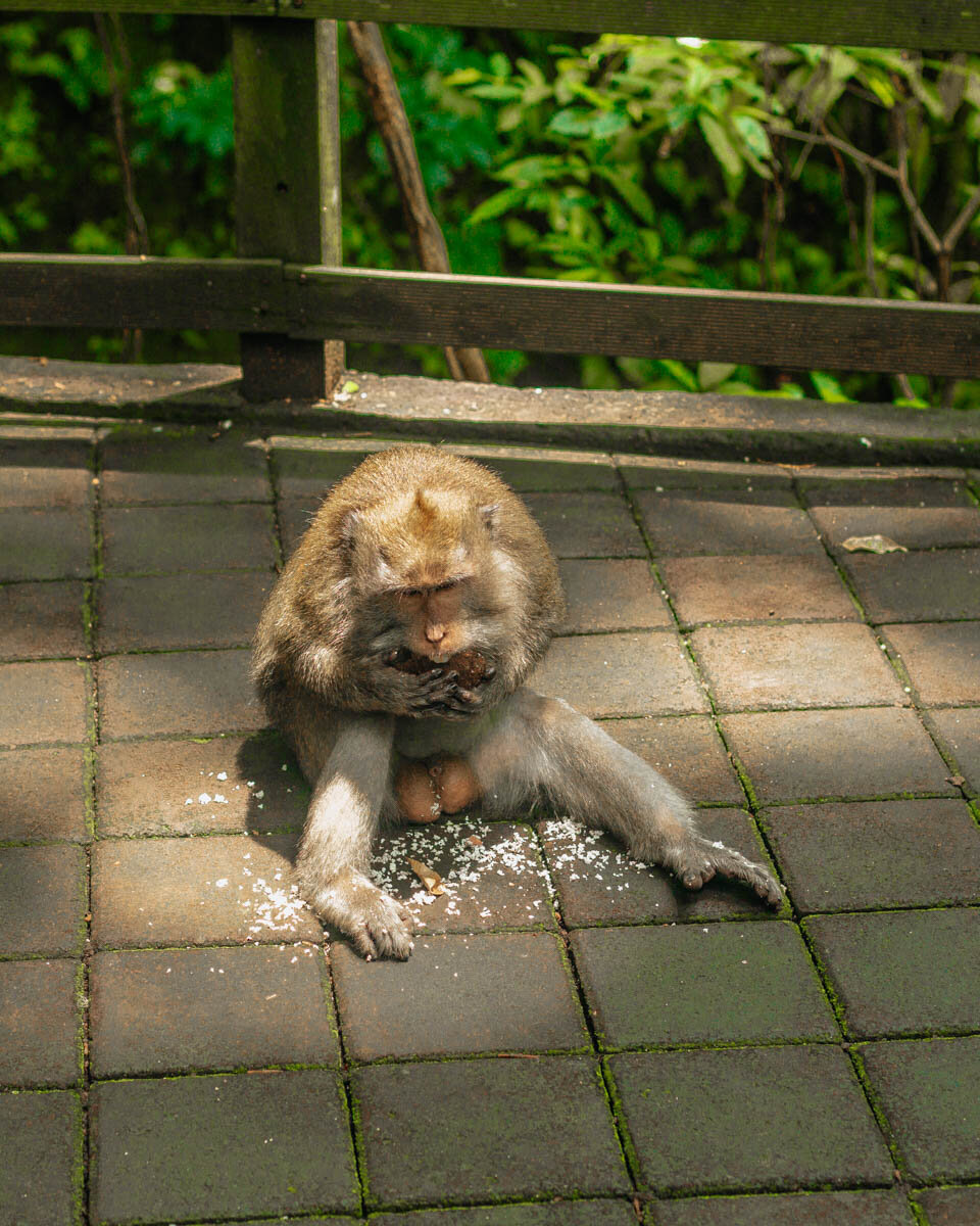 Ubud Monkey Forest entrance fee