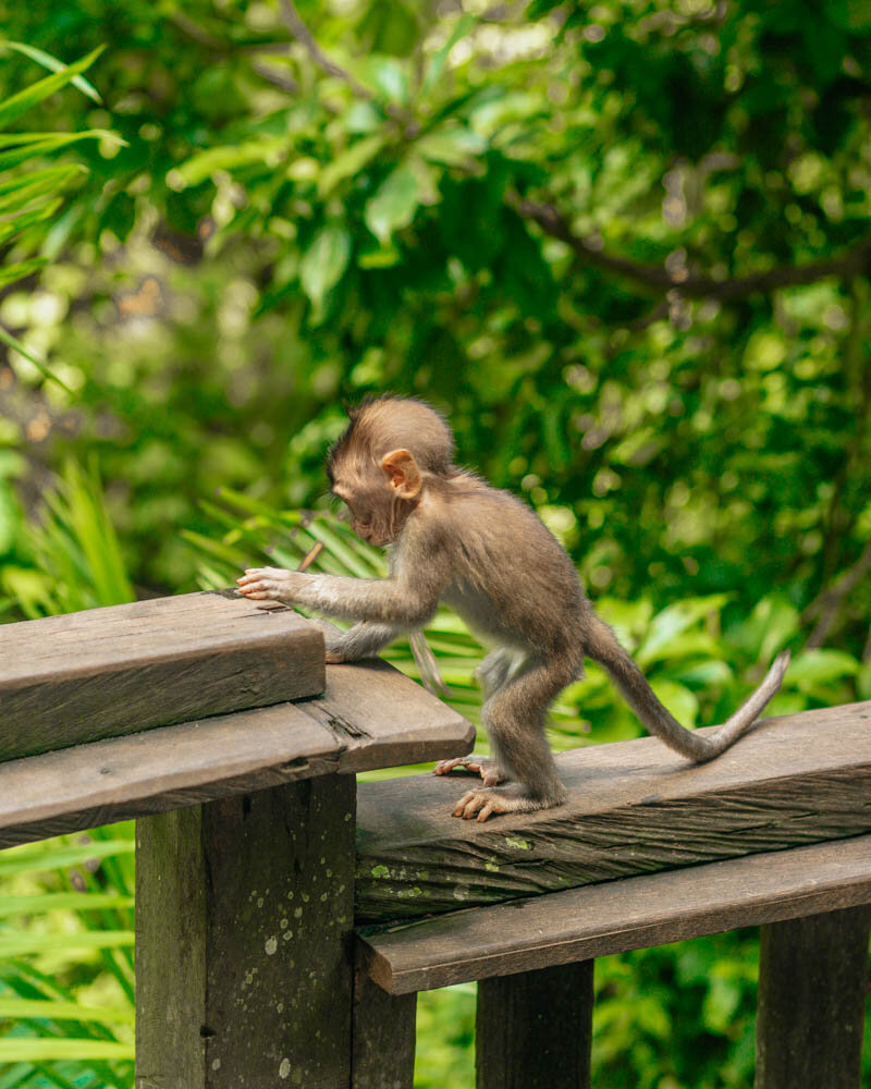 monkey forest ubud entrance fee
