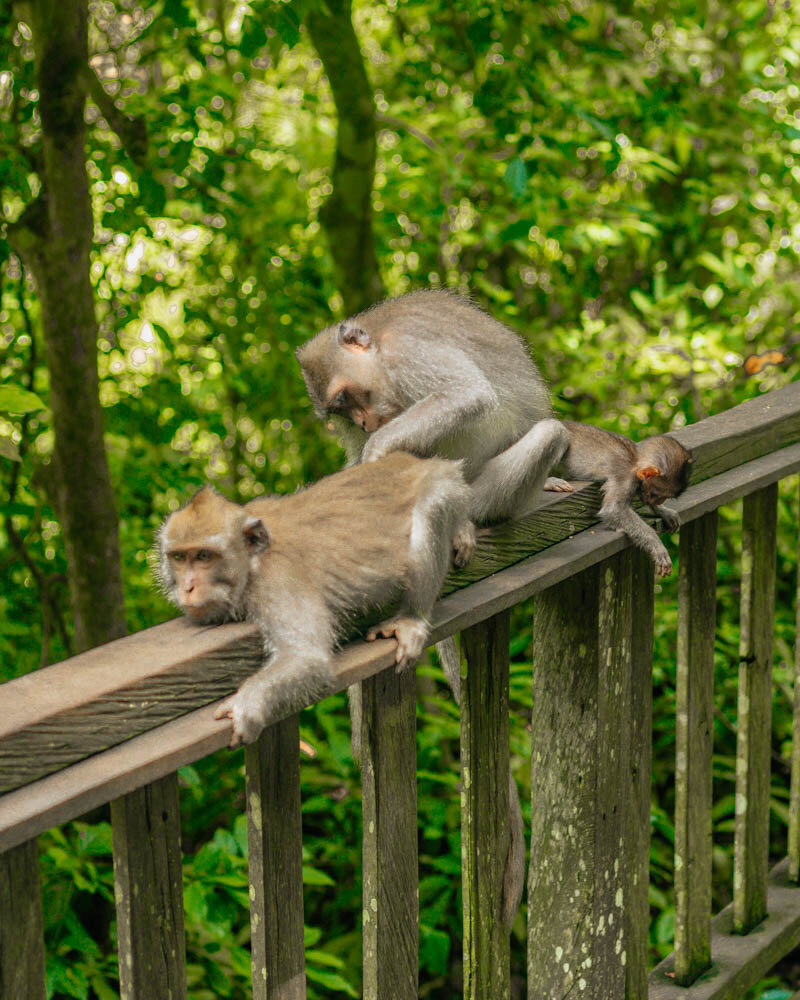ubud monkey forest tips