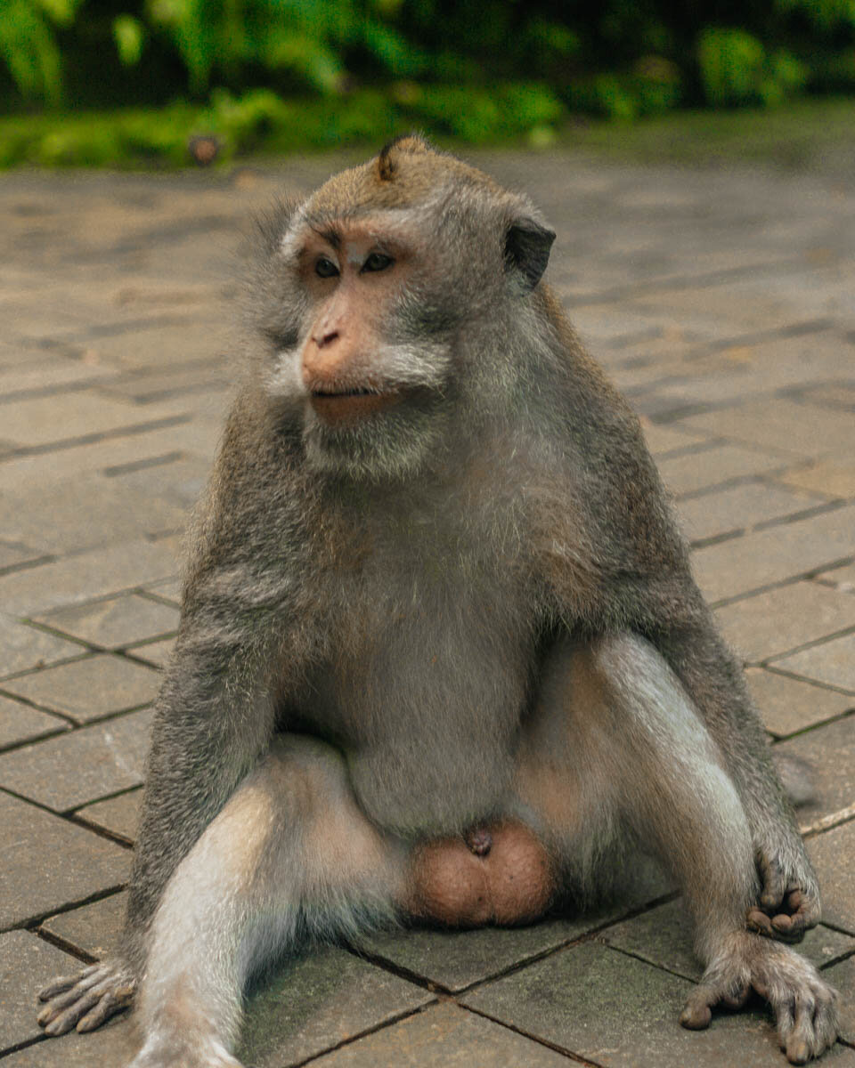 Ubud monkey forest tour