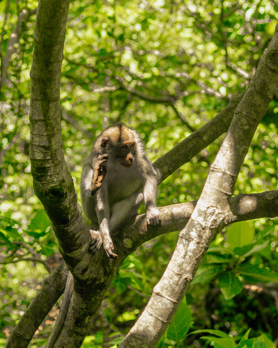 Monkey forest ubud tips
