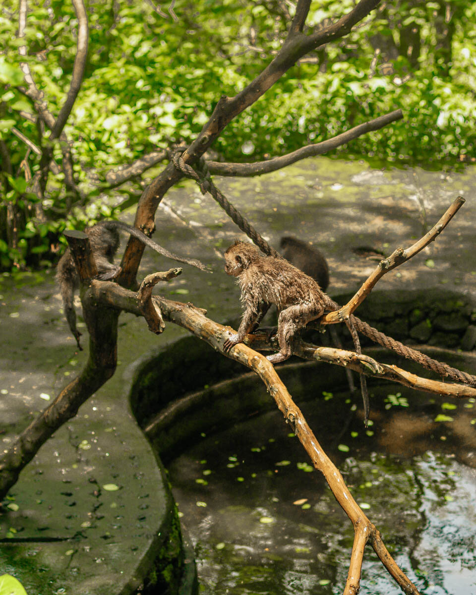 Monkey forest ubud tips