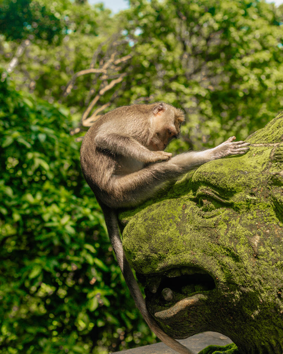 monkey forest ubud tips