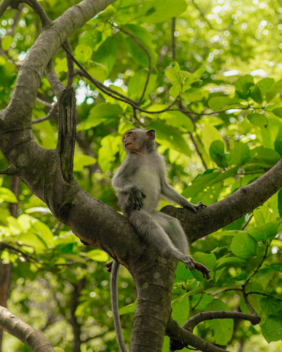 monkey forest ubud tips