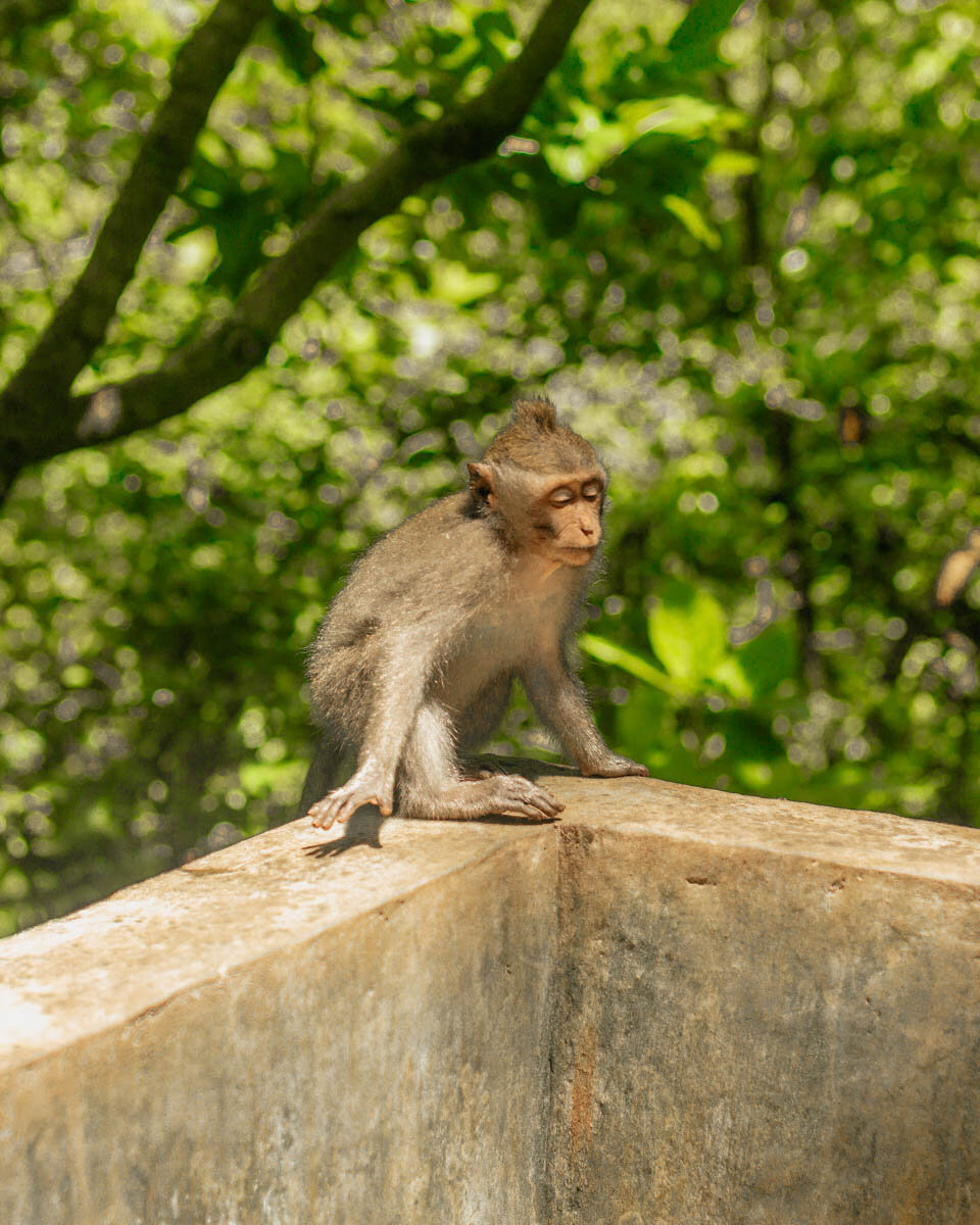 ubud monkey forest tour