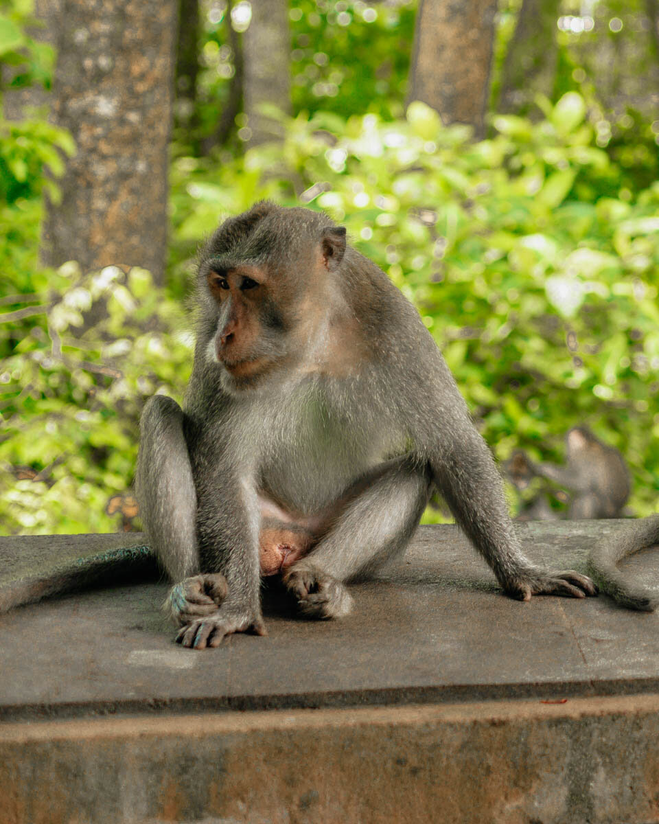 ubud monkey forest tips