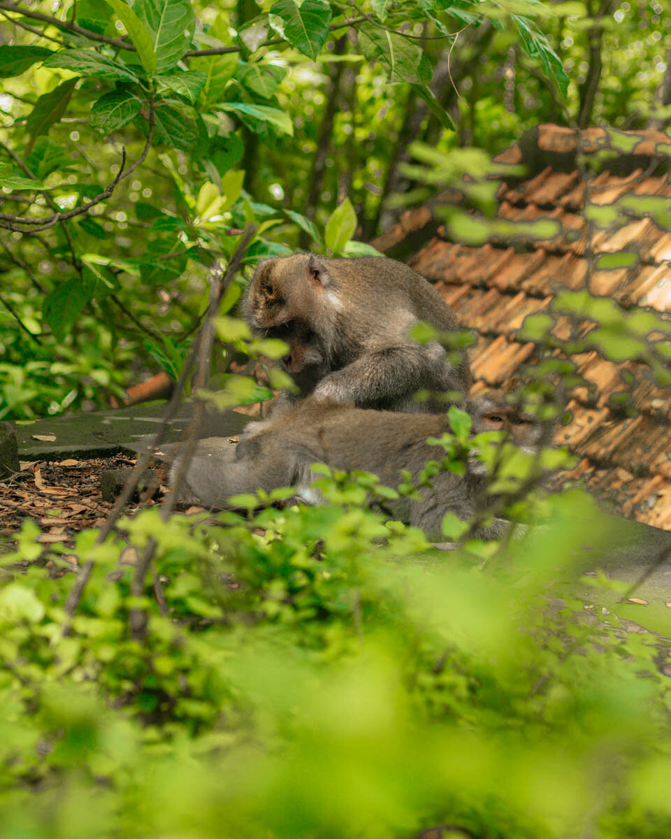 monkey forest ubud tour