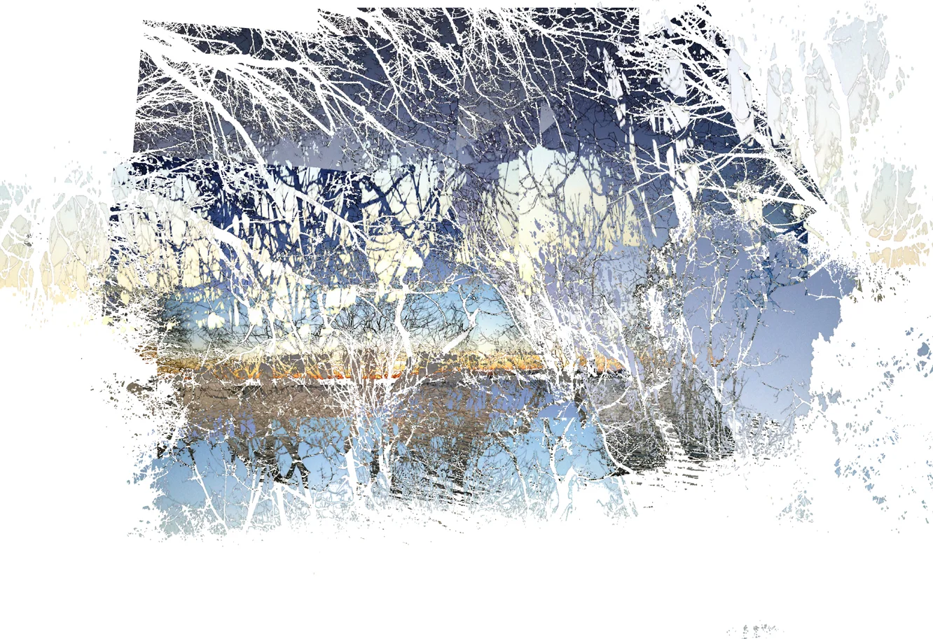 west seattle forest sky.jpg