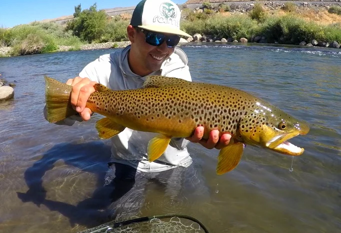 Man kneeling in the Truckee river wearing a baseball cap sunglasses holding up a brown trout.