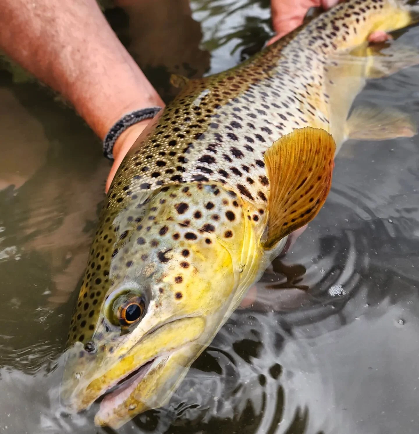 The brown trout have been hungry... 
#GreatBasinGuideService 
#FlyFishing #CatchAndRelease #Barbless #TruckeeRiver #TruckeeRiverFlyFishing #TruckeeRiverGuide #OnTheFly #TrophyTrout #ItAintGonnaCatchItself