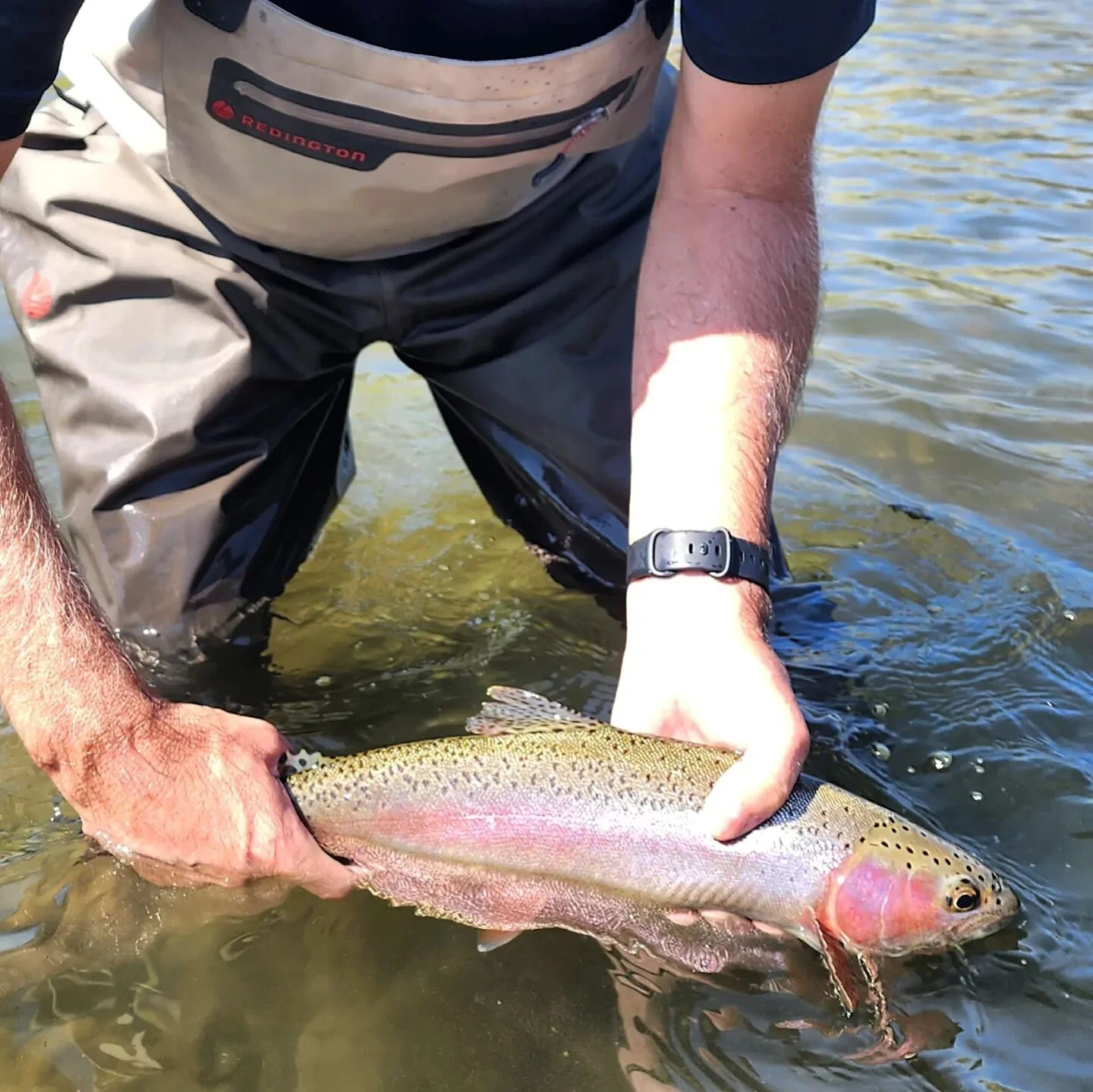 Not bad for a begginer... we had 66&deg; water temps when we left at 11:30. Pay attention to water temps if you care...
#GreatBasinGuideService 
#FlyFishing #CatchAndRelease #Barbless #TruckeeRiver #TruckeeRiverFlyFishing #TruckeeRiverGuide #OnTheFly