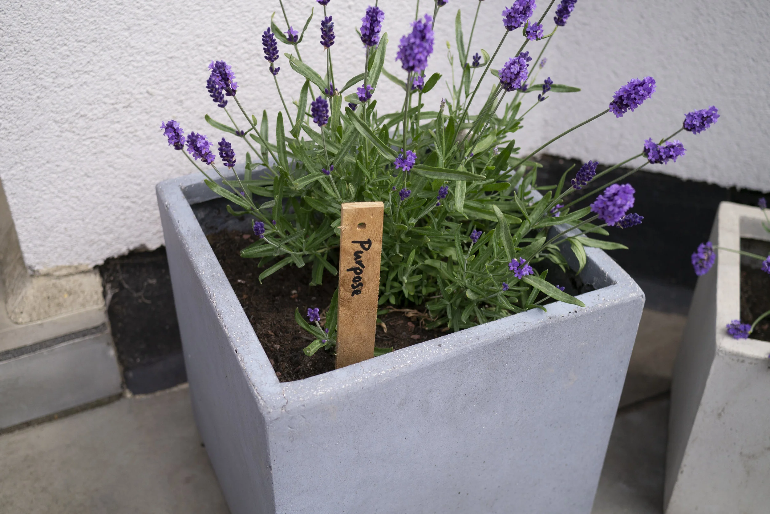 ‘Things I want to grow’ plant labels