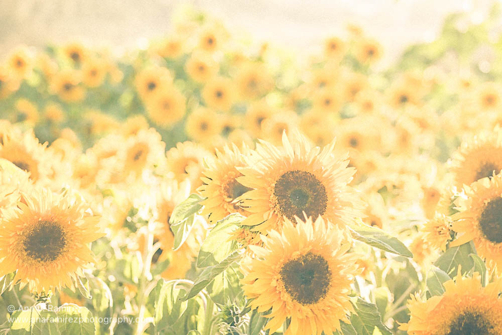 5 Tips for Making Money on Fine Art America