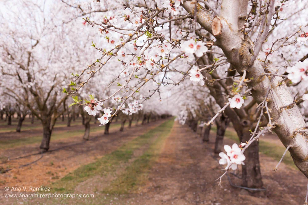 flowering trees decorative photograph