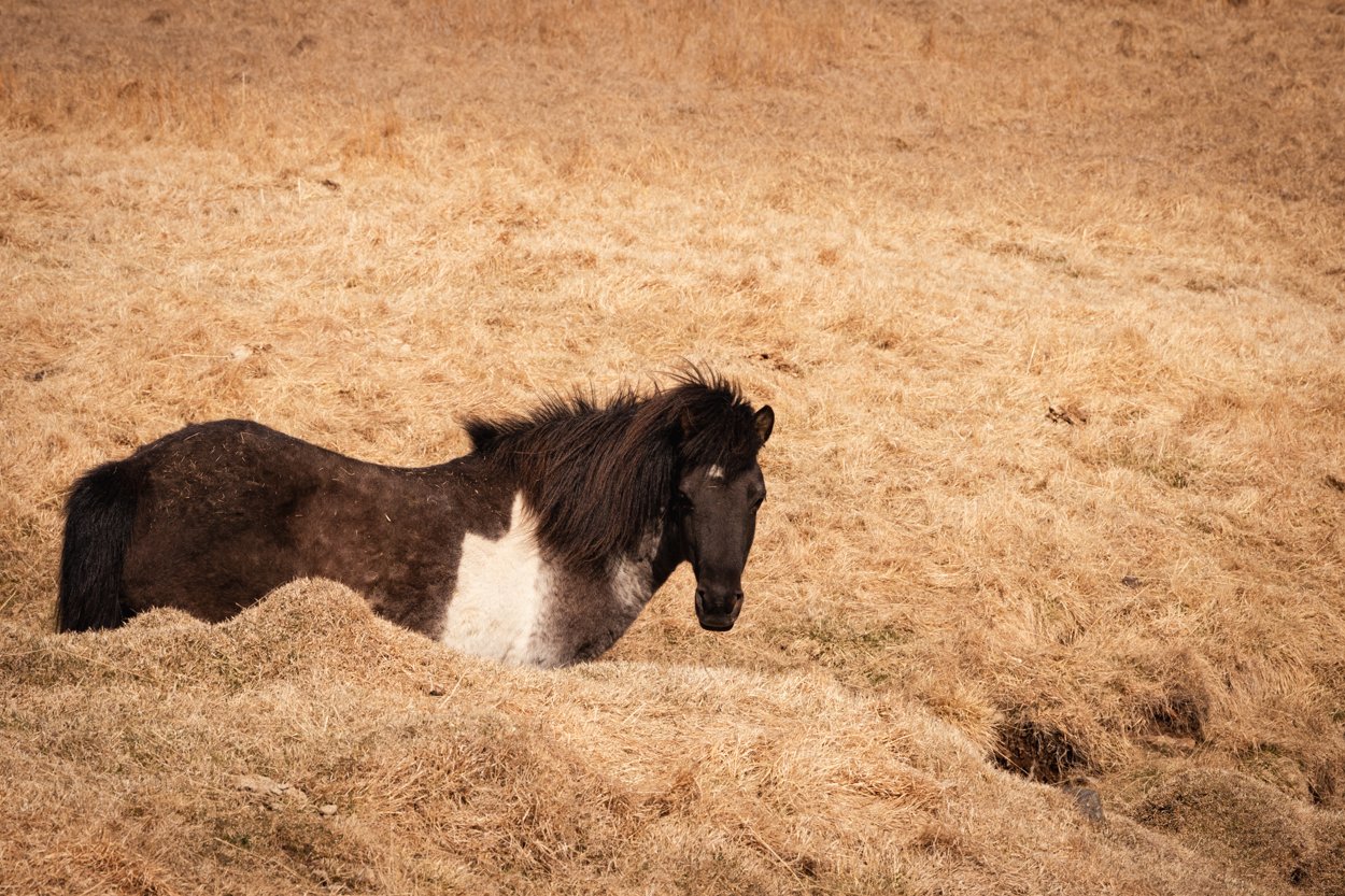 Icelandic Horse