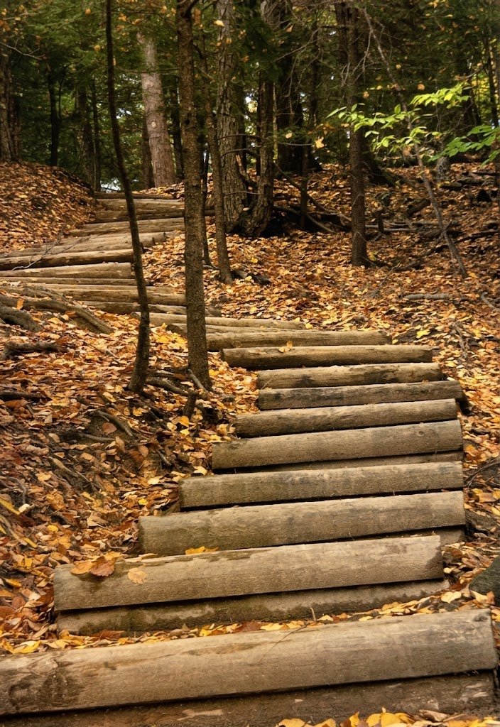 Wooden staircase leading up a forested path, surrounded by fallen autumn leaves and tall trees.