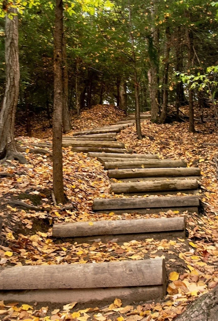 Wooden steps on a forest trail, surrounded by trees and fallen autumn leaves.