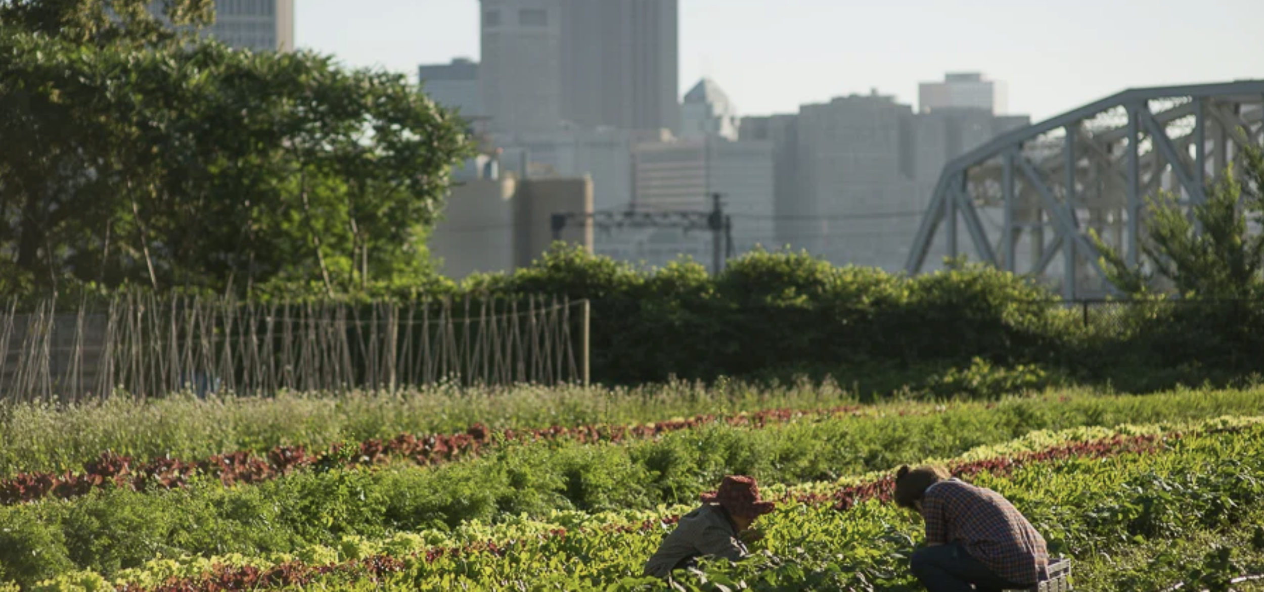 Two people working in a lush urban garden with city buildings and a bridge in the background.