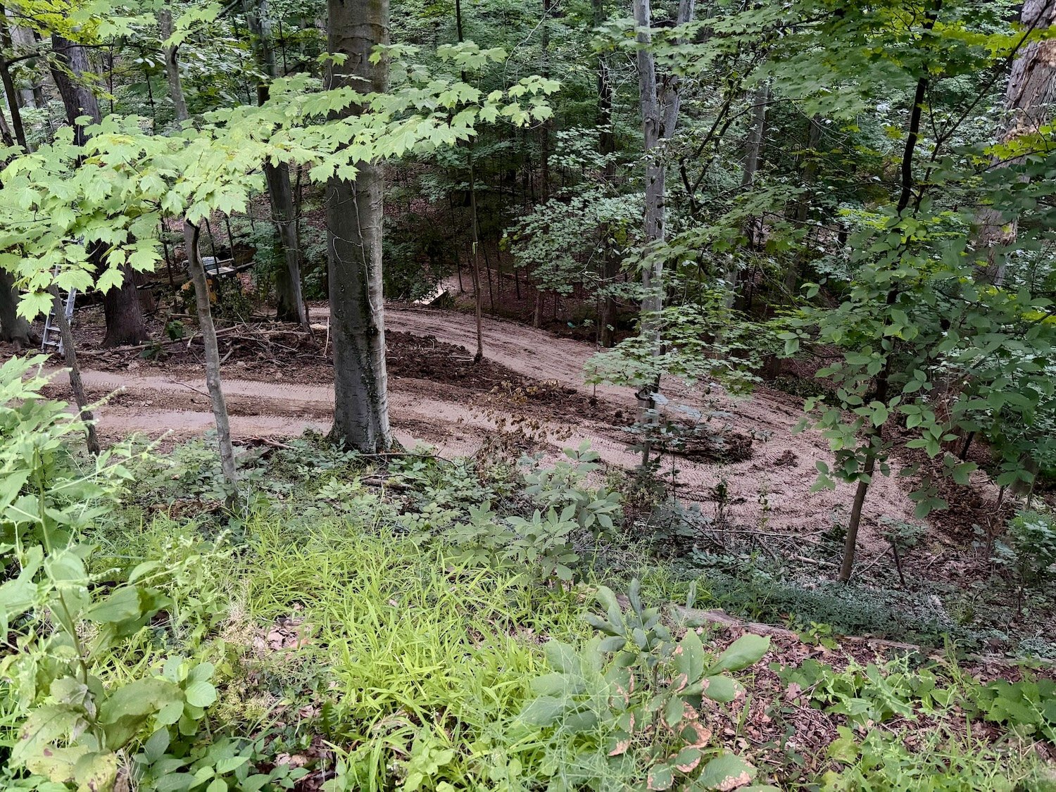 A dirt trail winding through a dense green forest with tall trees and lush foliage.