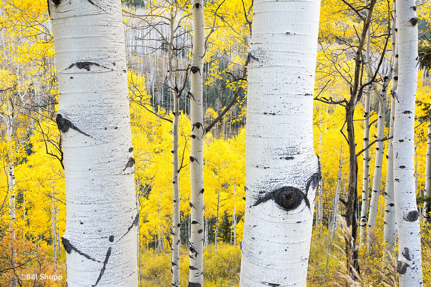 Autumn in Aspen