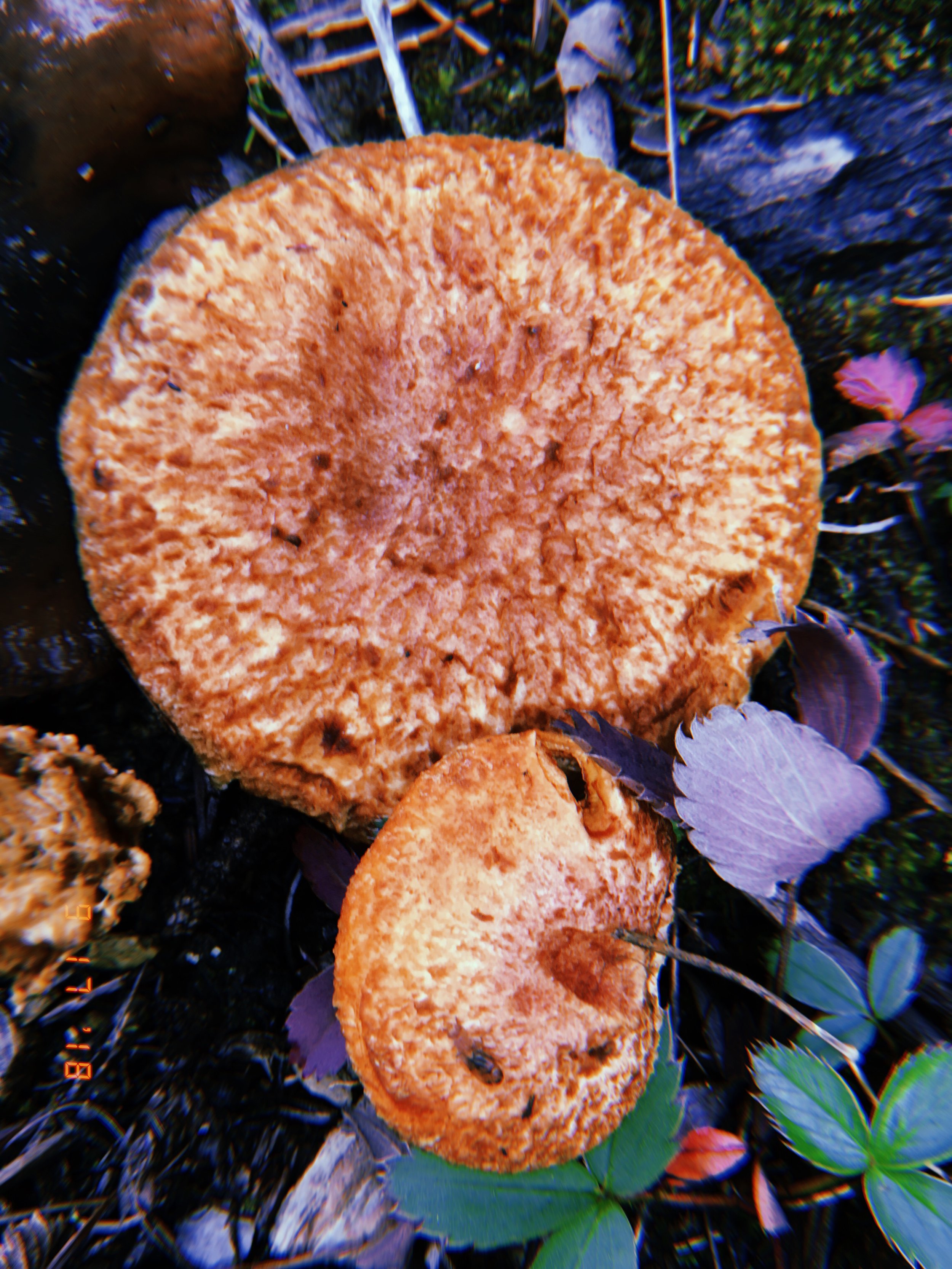 2018-09-24 00:54:00.979.JPG