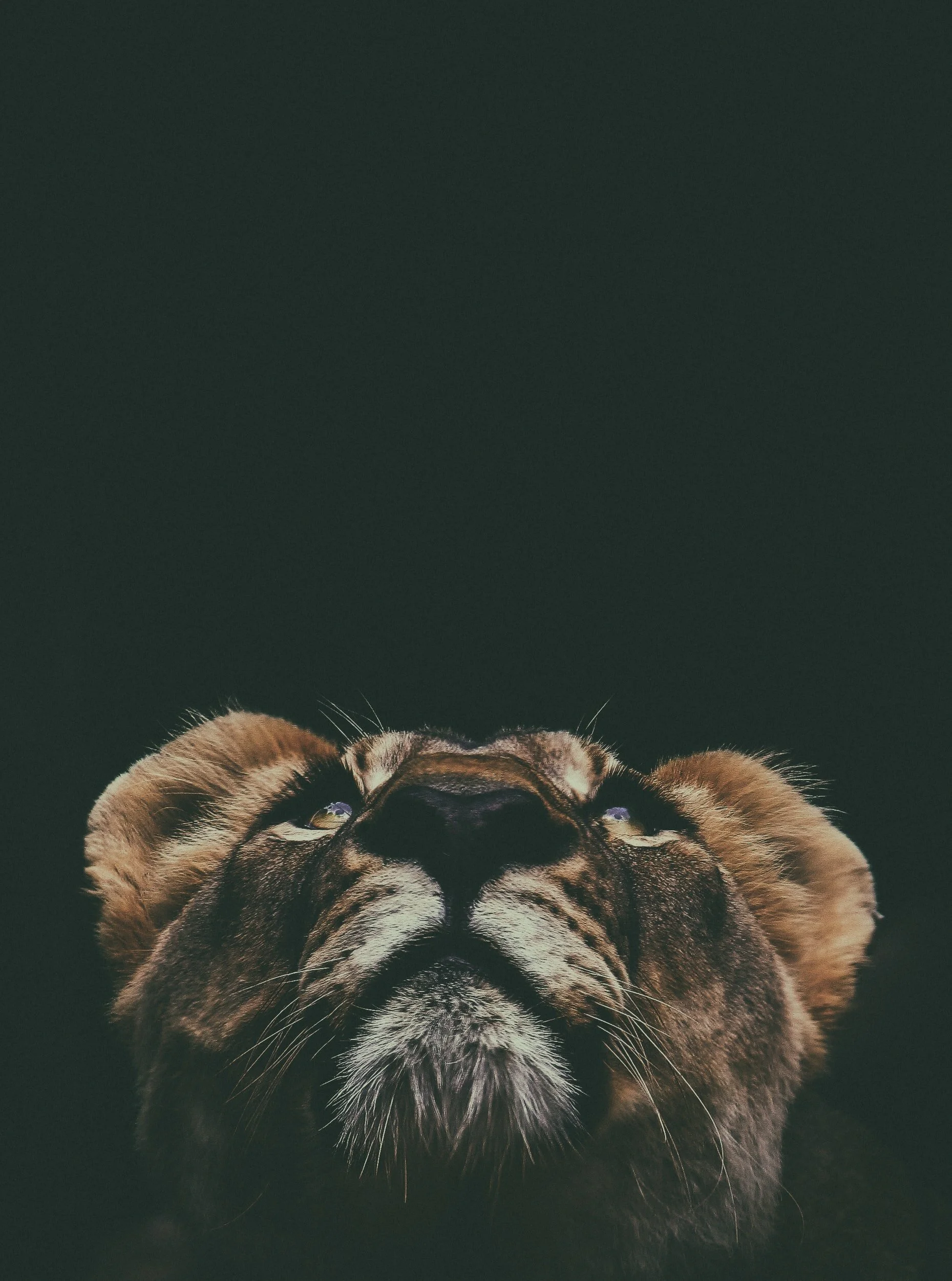 Leo New Moon
