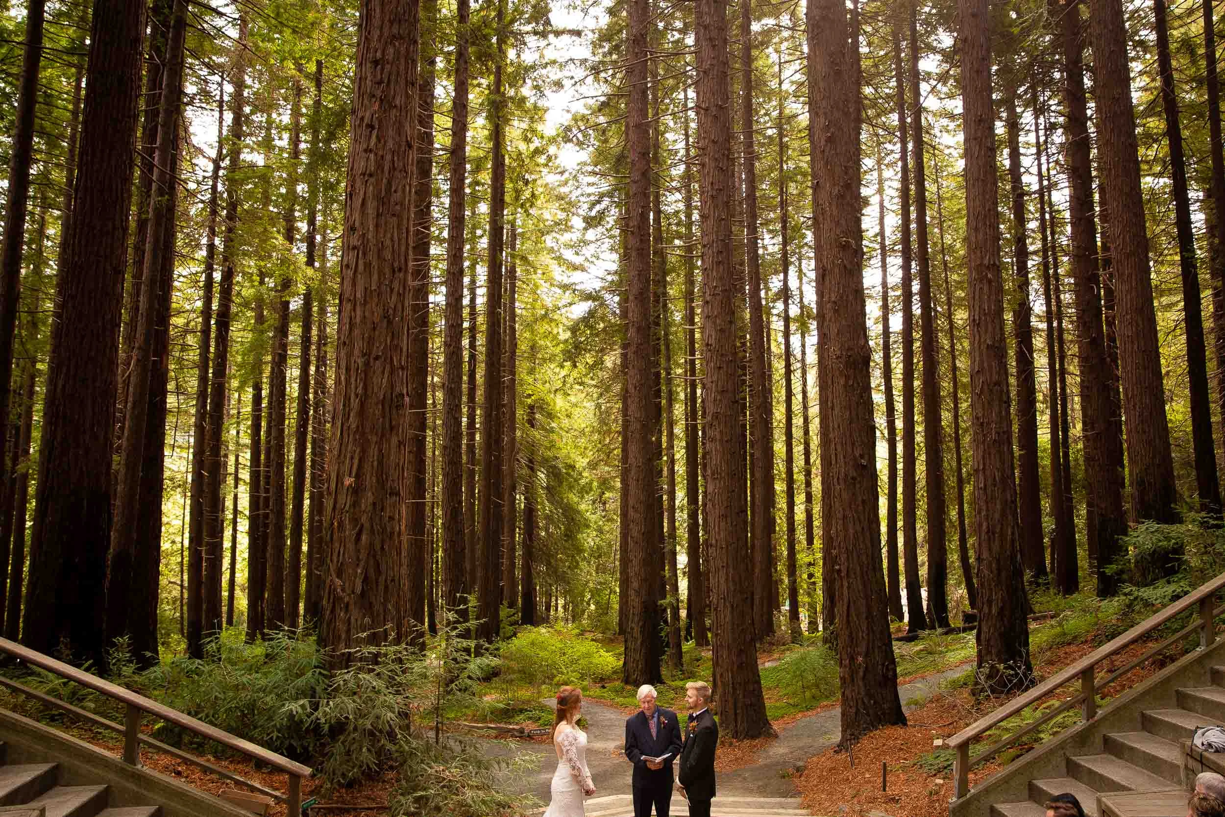 Berkeley Botanical Garden Wedding Ceremony in the Redwood Grove Ceremony and SF Bay Wedding Cruise Reception-31.jpg
