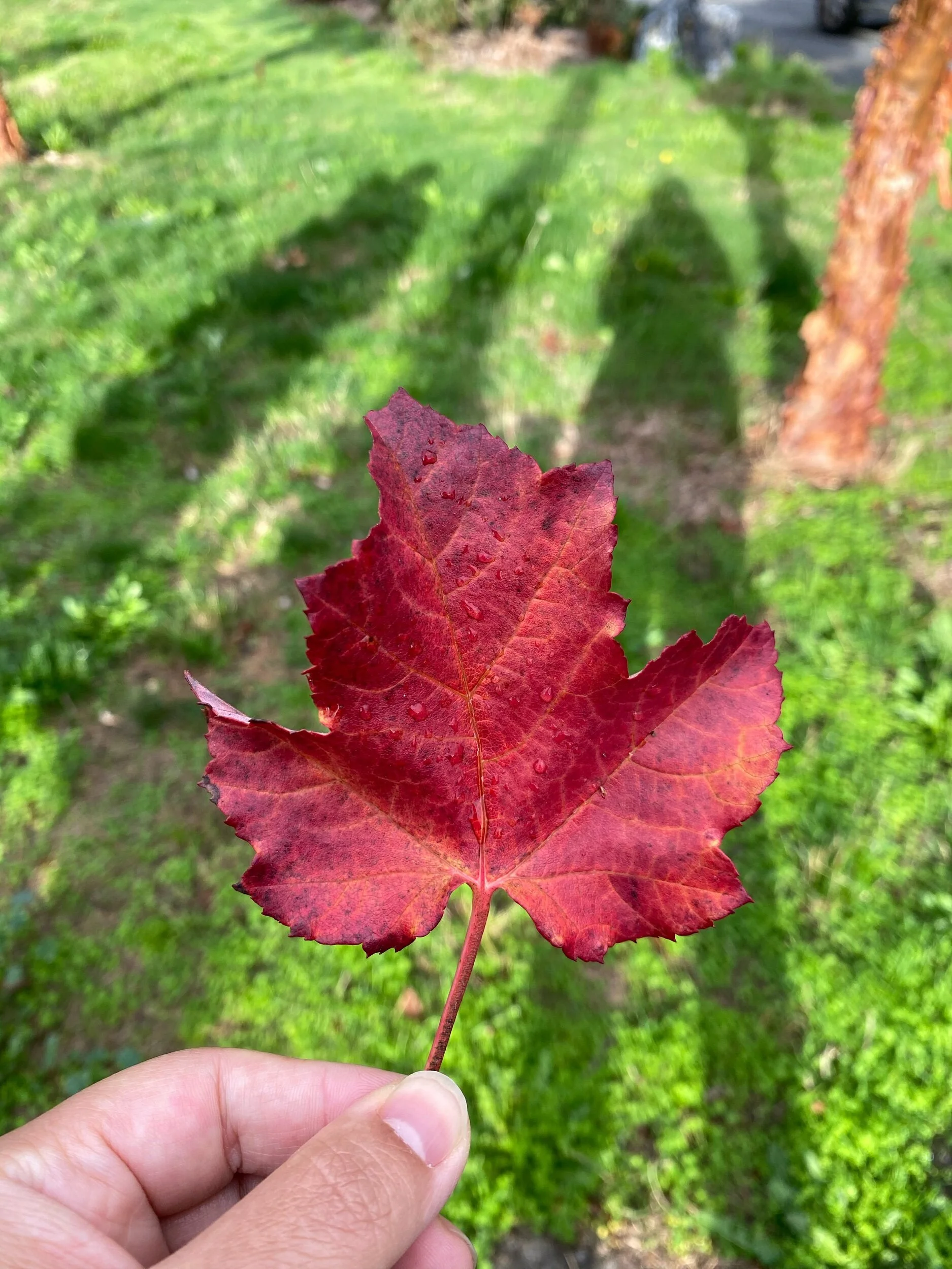 Leaf Peeping &amp; Pressing