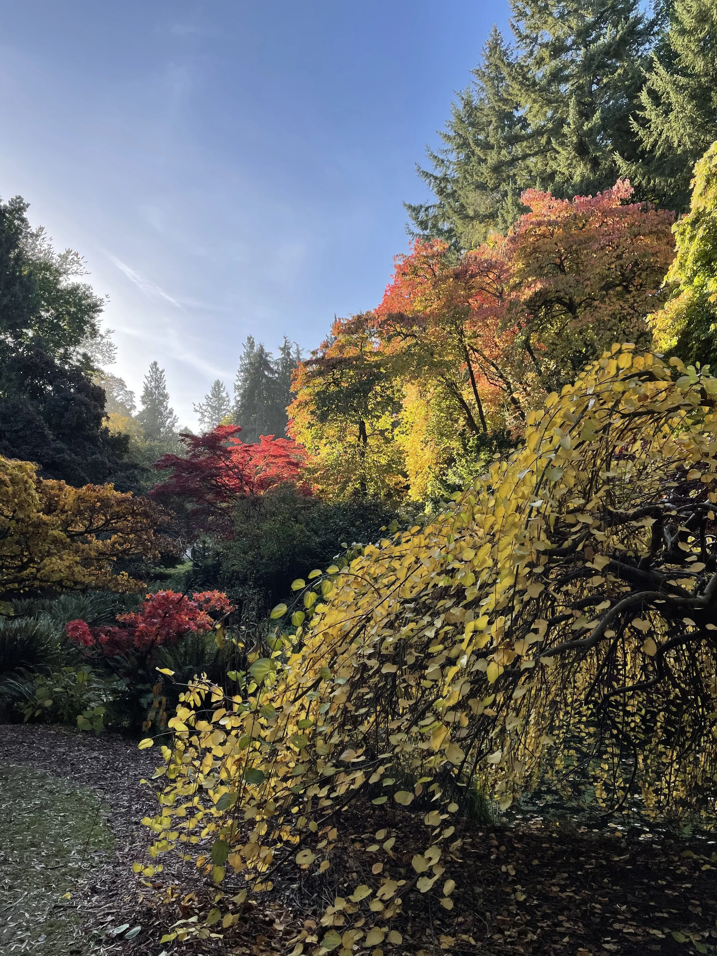 Washington Park Arboretum