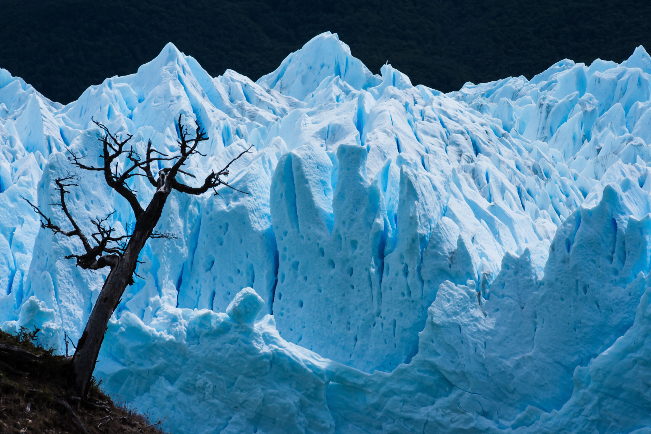terra_del_frago_pano_park_old_tree_glacier.jpg