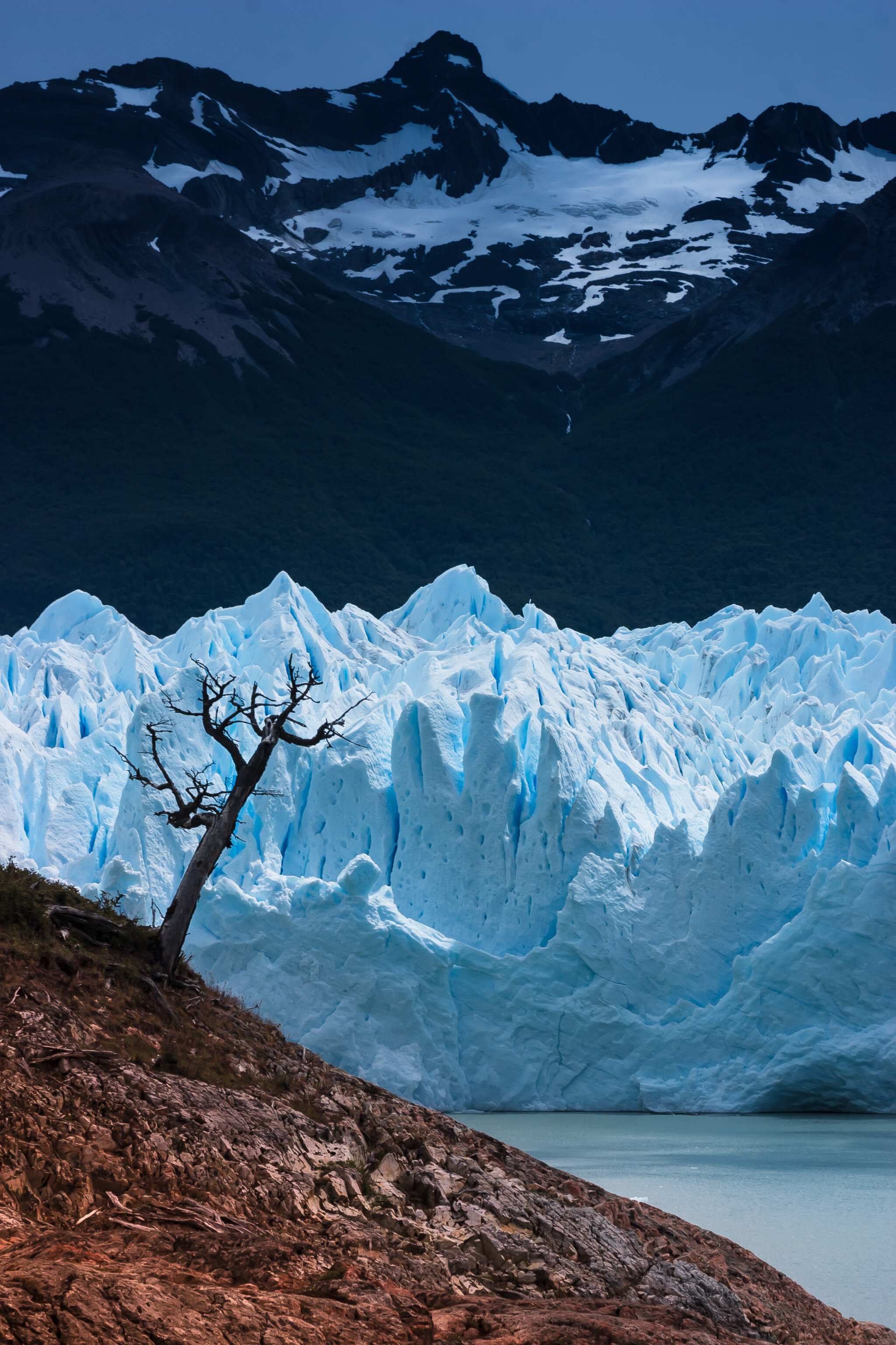 terra_del_frago_pano_park_old_tree_mountain_glacier.jpg