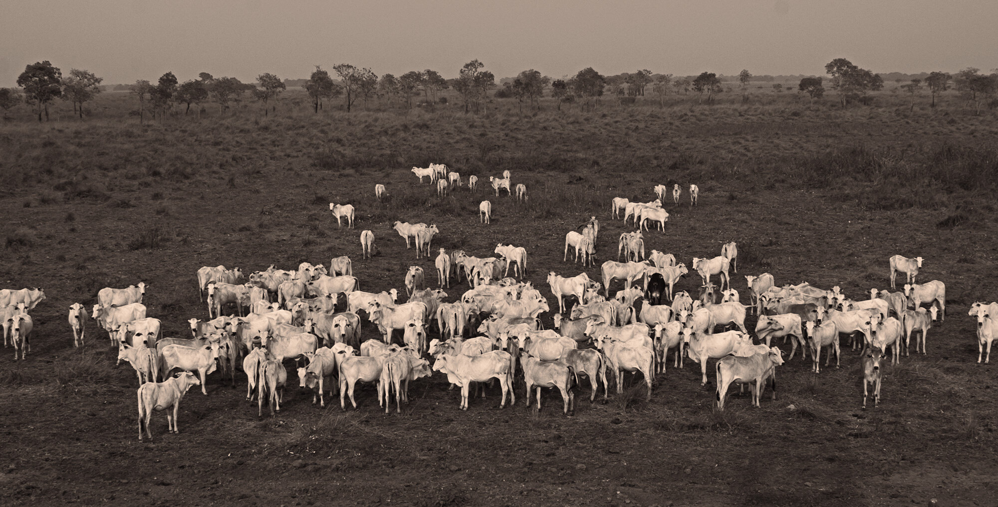 brasil_pantanal_pony_ride_herd_cattle_02.jpg