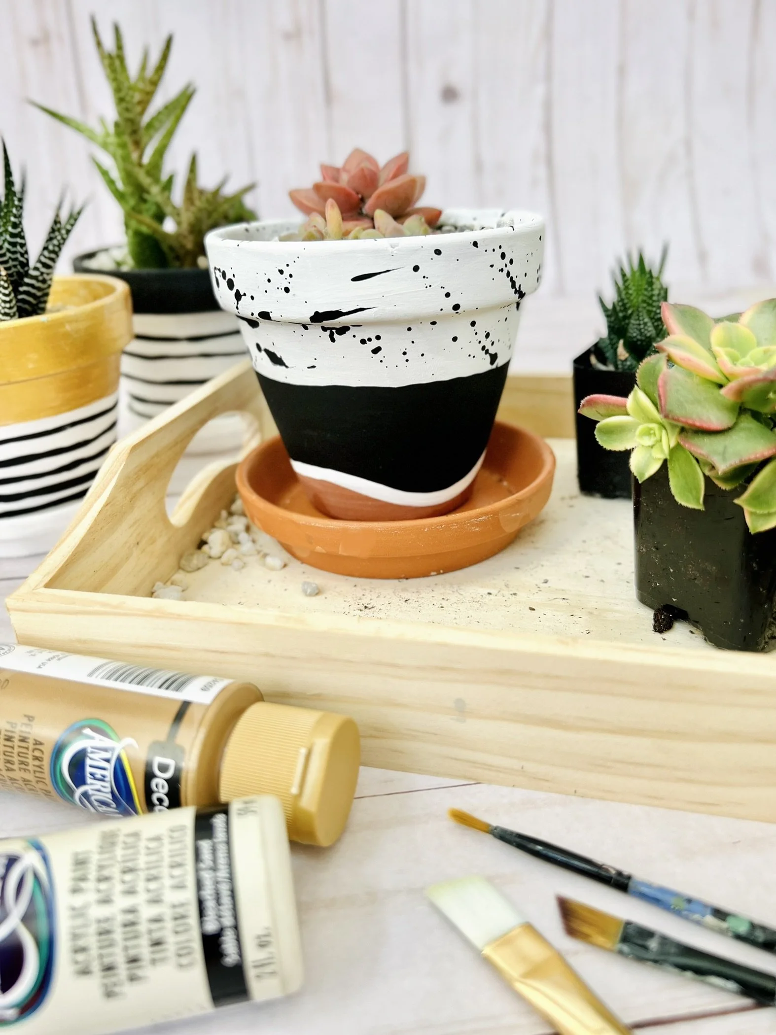 Paint a Pot and Plant a Succulent