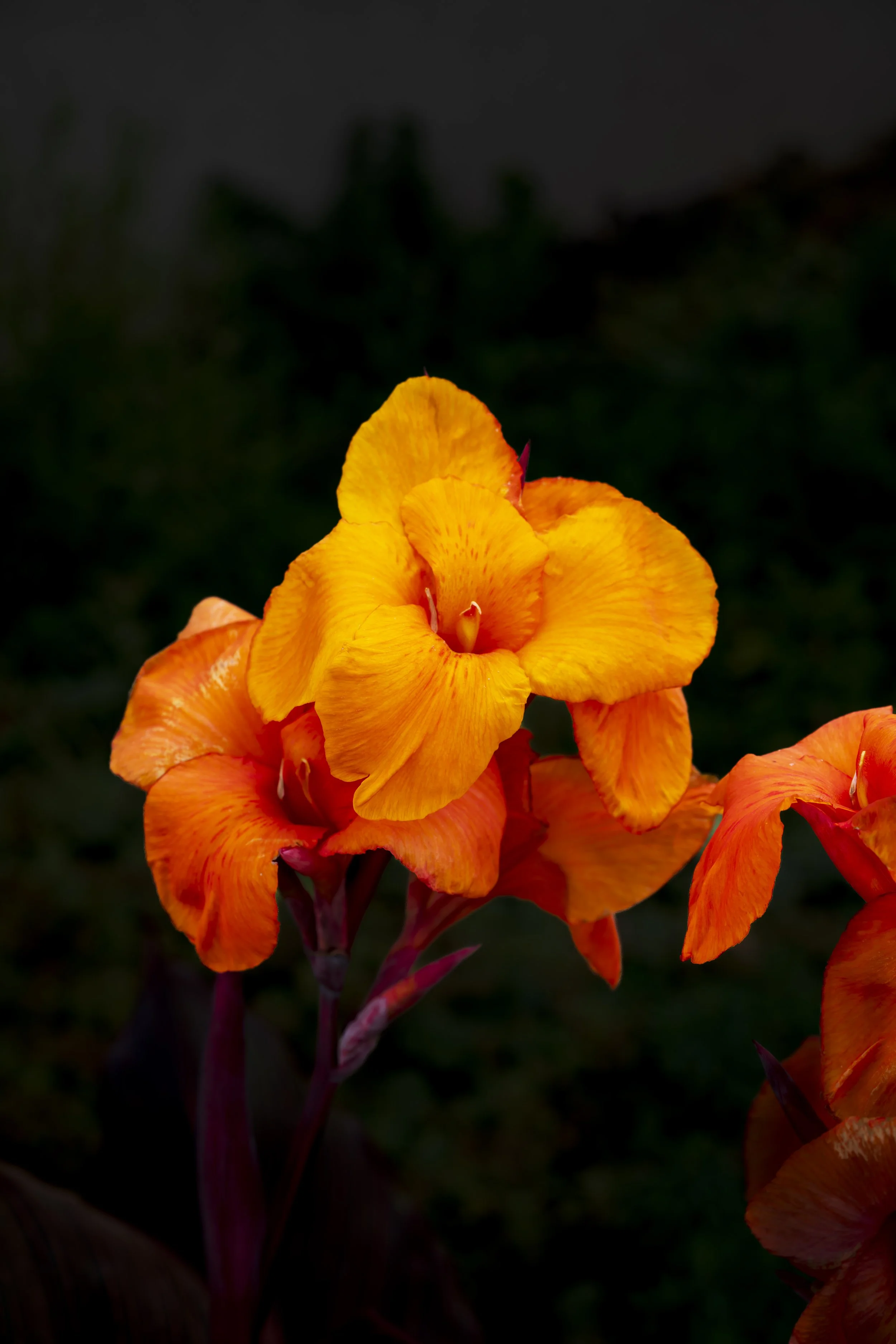 DSC_1782.jpg