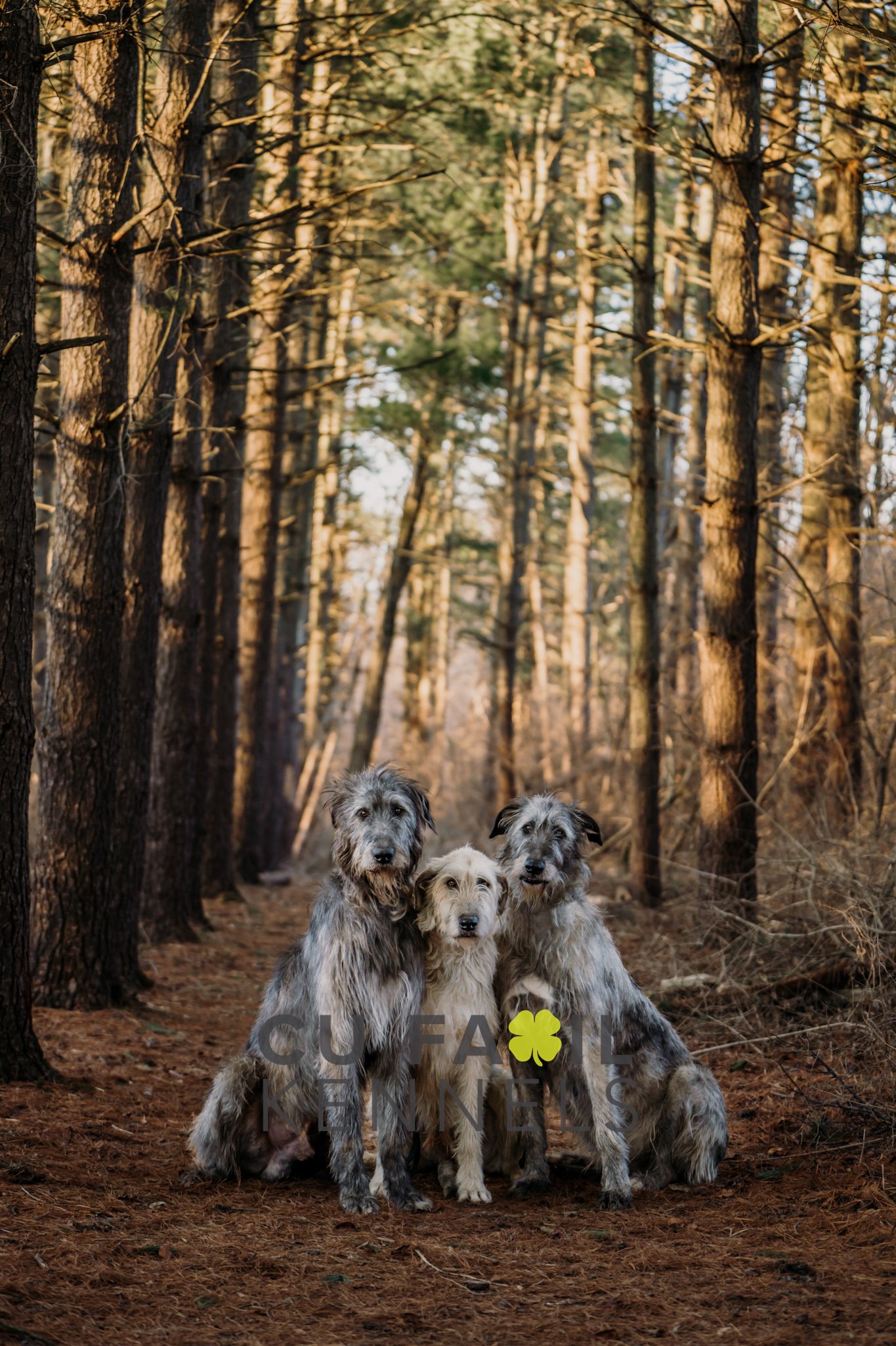 Brittany_Irish_Wolfhounds_Pet_Photography_Cincinnati_021922_6471-Edit.jpg