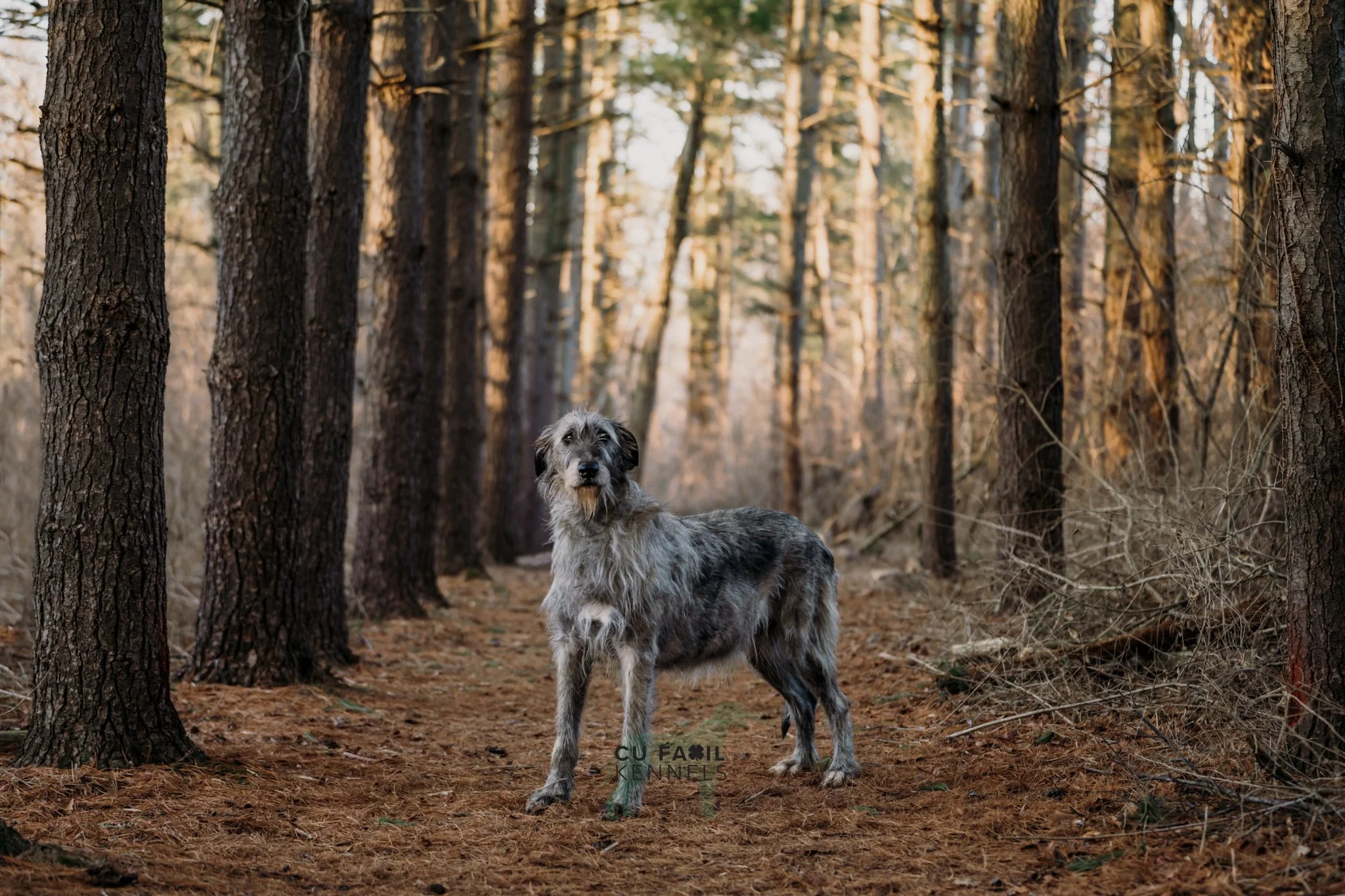 Brittany_Irish_Wolfhounds_Pet_Photography_Cincinnati_021922_6526.jpg