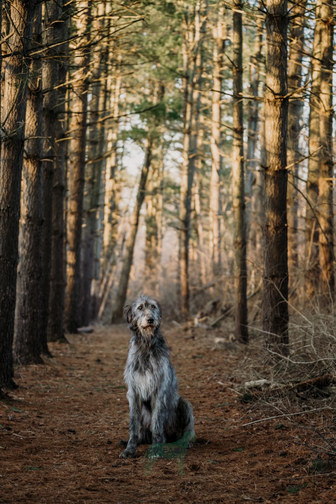 Brittany_Irish_Wolfhounds_Pet_Photography_Cincinnati_021922_6508-Edit.jpg