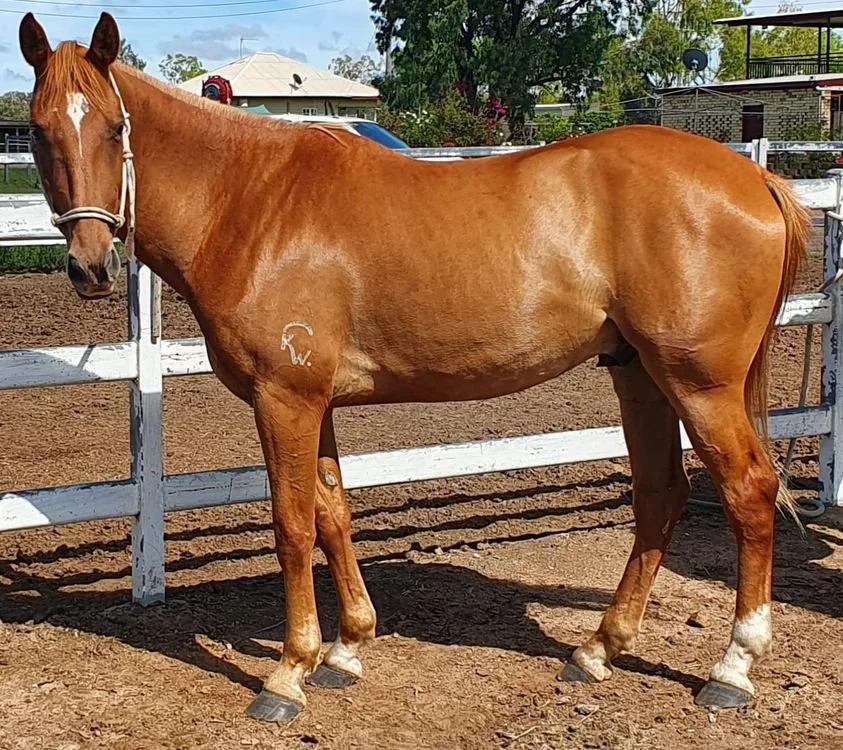 HORSES FOR SALE — Warregold Australian Stock Horses HORSES FOR SALE — Warregold Australian Stock Horses