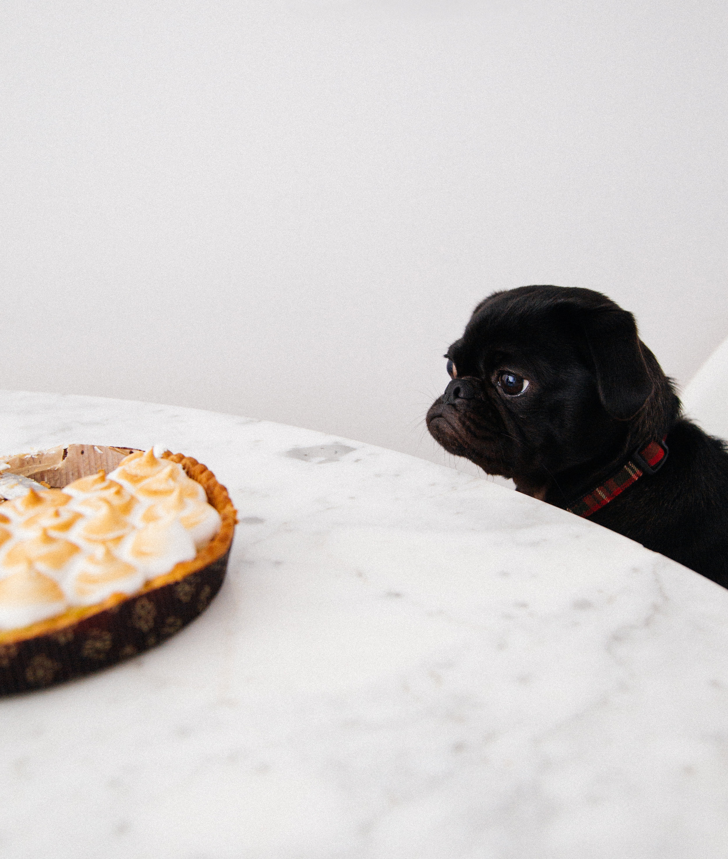 don’t be sad like this pug, having fomo because he can’t eat the sweet potatoes his cousin made